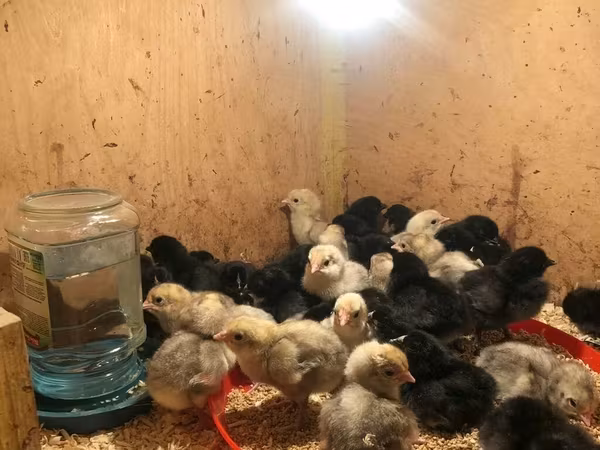 Chickens — अज़रबैजान