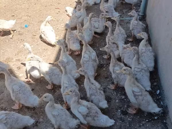 Ducks — Azərbaycan