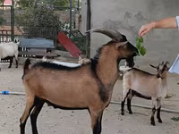 Keçi, Alpine goat — foto 1