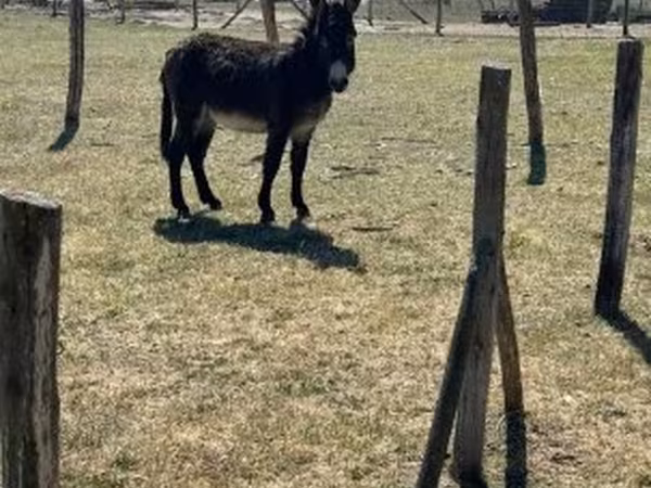 Caballo, Kerry Bog Pony