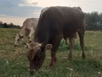 Býk, Alatau plemeno — foto 1