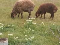Ram, Sheep — photo 2