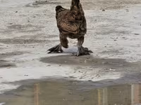 Chickens — foto 5