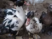 Ducks — फ़ोटो 3