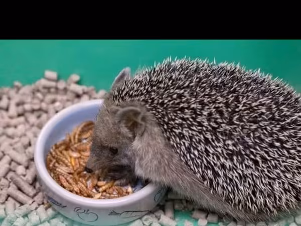 Məhsul: Un qurdları (mealworm) Miqdar və qiymət: 600 ədəd – 5 manat