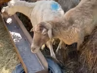 Sheep (batch, sex not specified), Sheep — photo 4