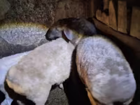 Sheep, Adal sheep — photo 1
