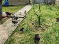 Turkeys — photo 8
