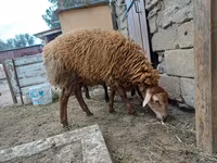 نعجة, الأغنام — الصورة 3