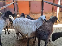 Ram, Sheep — photo 6