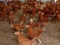 Chickens — Foto 1