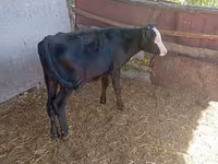 İnək, Russian Black pied cattle — foto 2