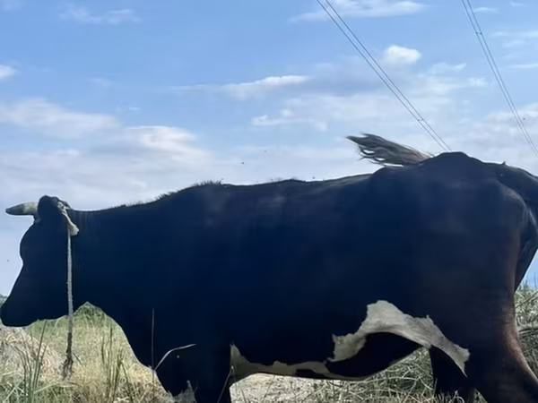 İnək, Russian Black pied cattle