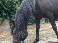Égua, Hucul pony — foto 4
