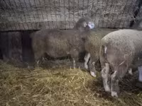 Baran, Ile-de-France sheep — zdjęcie 1