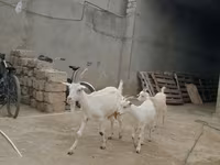Dişi keçi, Saanen goat — foto 2