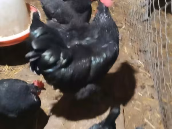 Australorp