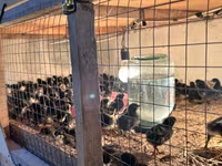 Australian Pit Game fowl — Foto 2