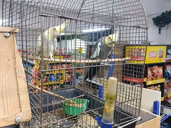 Korella cütü və qəfəs dəsti - Növ: Korella (cockatiel) – 2 quş, biri
