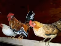 Japanisches Bantam — Foto 1