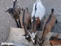 Kozel, Pomellata goat — foto 4