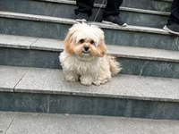 Maltipu – 2 yaş, peyvəndləri olunub. - Cins: Maltipoo (Maltese x — 照片 4