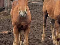 Madyan, Thoroughbred horse — foto 7