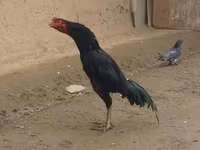 Chickens — الصورة 2