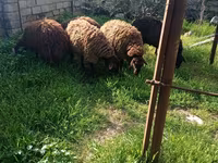 Billy Goat, Goats — photo 6