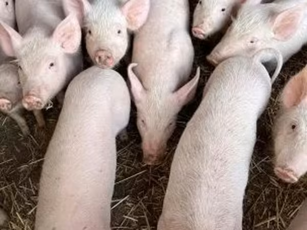 Урук чочко, Крупная белая