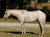 Hengst, Appaloosa — Foto 1
