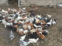 Chickens — photo 5