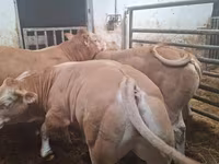ثور, Blonde d’Aquitane cattle — الصورة 5