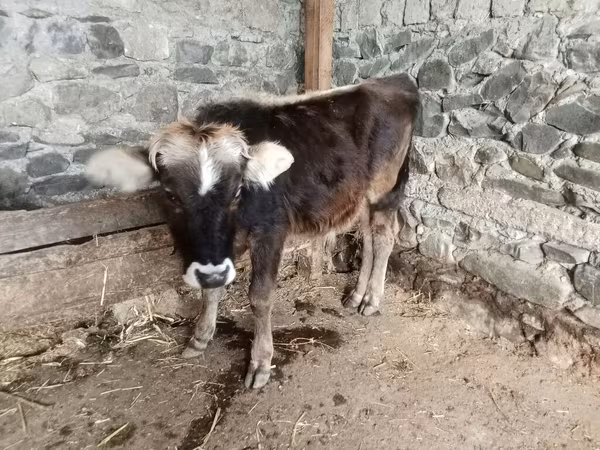 公牛, Cattle