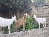Keçi, Keçilər — foto 3