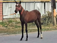 حصان, الخيول — الصورة 4