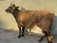 Vaca, Raza Holstein — foto 1