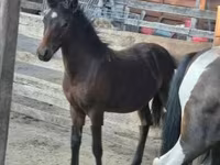 حصان, Welsh Cob — الصورة 2