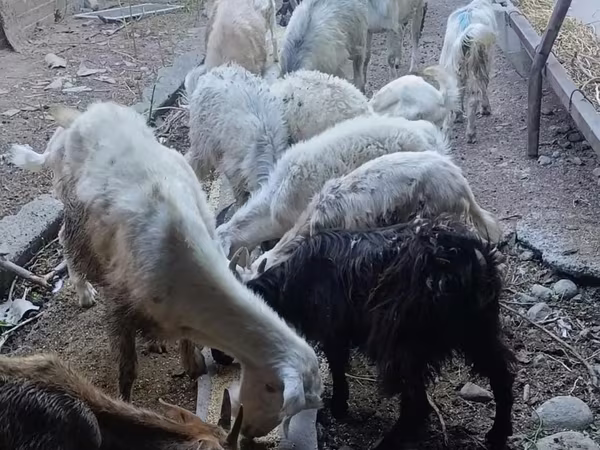 Koza, Kozy