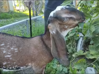 Cabra, Beetal goats — foto 3