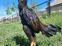 Chickens — Foto 5