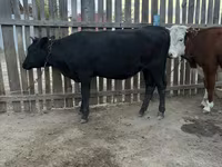 Kuh, Simmental cattle — Foto 2