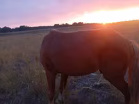 Cavalo, Cavalos — foto 2