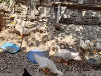Ducks — photo 5