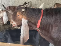 تيس, Kamori goats — الصورة 2