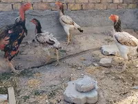 Ayam Cemani — foto 5