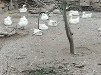 Geese — photo 3