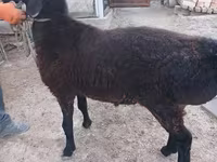 मेढ़ा, Tian-Shan semifinewool sheep — फ़ोटो 4