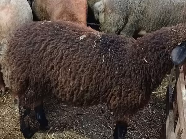 Sheep (batch, sex not specified), Sheep — Azerbaijan