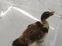 Ducks — 照片 3